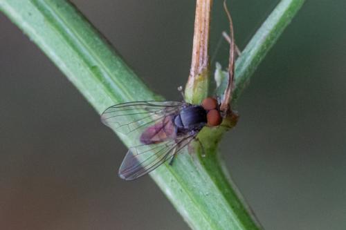 Protoclythia rufa